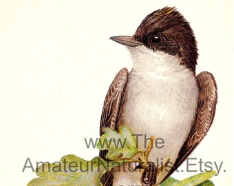 Vintage Bird Illustration, Kingbird, Antique Print, Digital Download