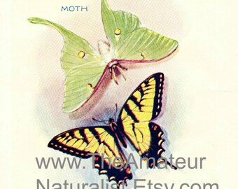 1902 Vintage Illustration, Moth and Butterfly, Luna Moth, Tiger Swallowtail Butterfly, Antique Print, Digital Download