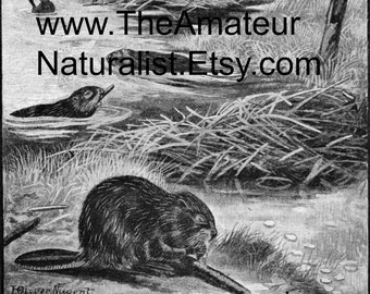 The Beaver Vintage Illustration, Antique Print, Digital Download