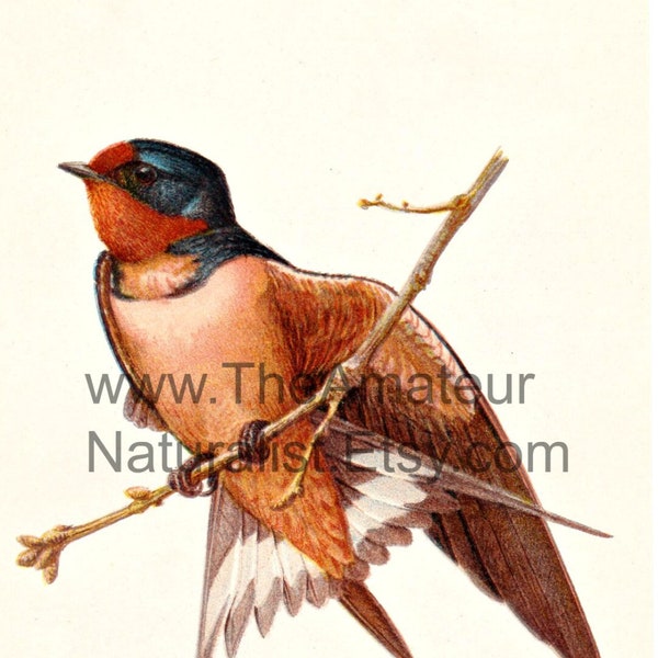 Vintage Bird Illustration, Barn Swallow, Antique Print, Digital Download