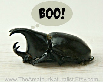 Halloween Decor Digital Download, Scary Bugs, Frightening, Wall Art, Black Bugs, Halloween Fun, October Printable