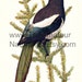 C.J. Lombardi reviewed Vintage Bird Illustration, American Magpie, Antique Print, Digital Download