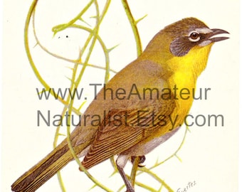 Vintage Bird Illustration, Yellow-Breasted Chat, Antique Print, Digital Download