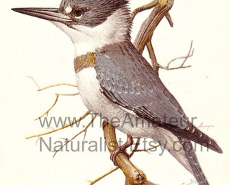 Vintage Bird Illustration, Belted King Fisher, Antique Print, Digital Download