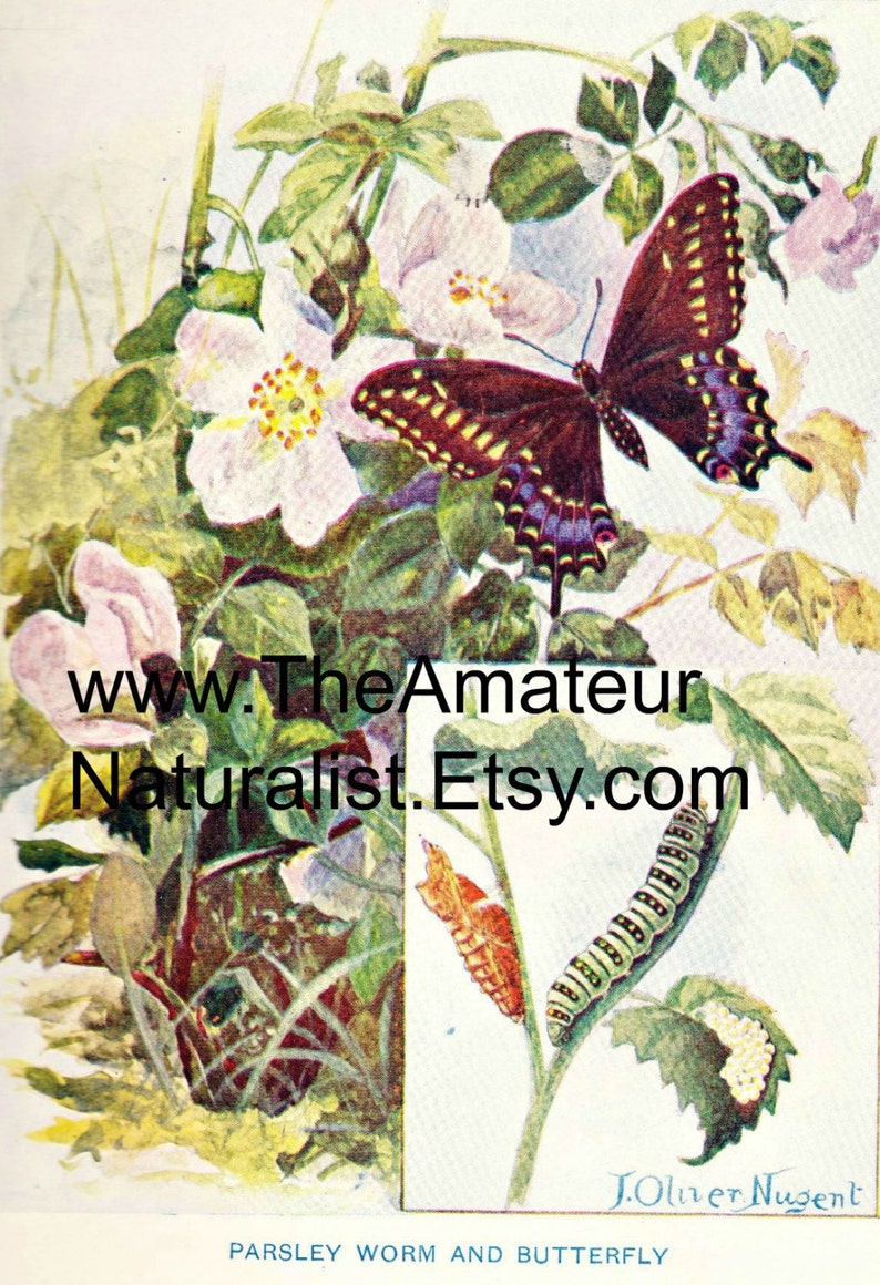 1902, Illustration vintage, papillon et fleurs, Catepillar, Antique Print, téléchargement numérique image 1