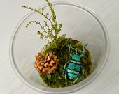 Bug Terrarium Kit for Child, Real Dried Insect Specimen in Acrylic Jar, Eco Friendly, Gift for Boys, Hands On, Creative Play, Nature Outdoor