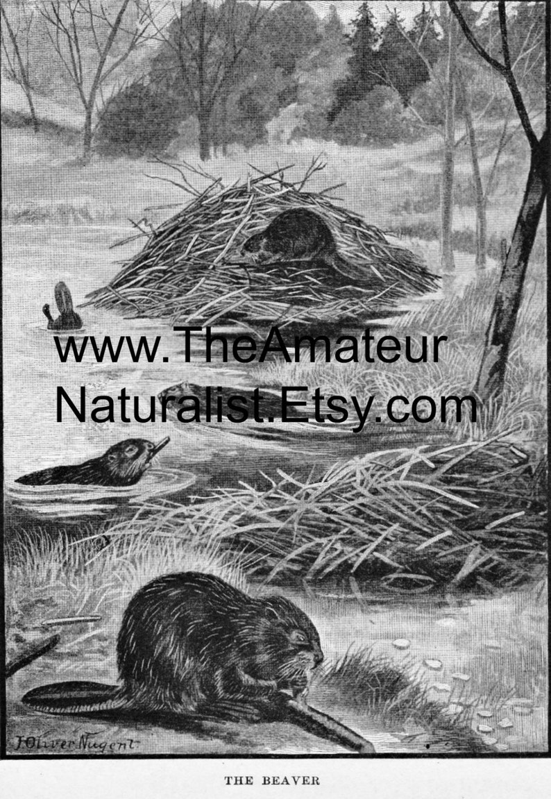 The Beaver Vintage Illustration, Antique Print, Digital Download image 1