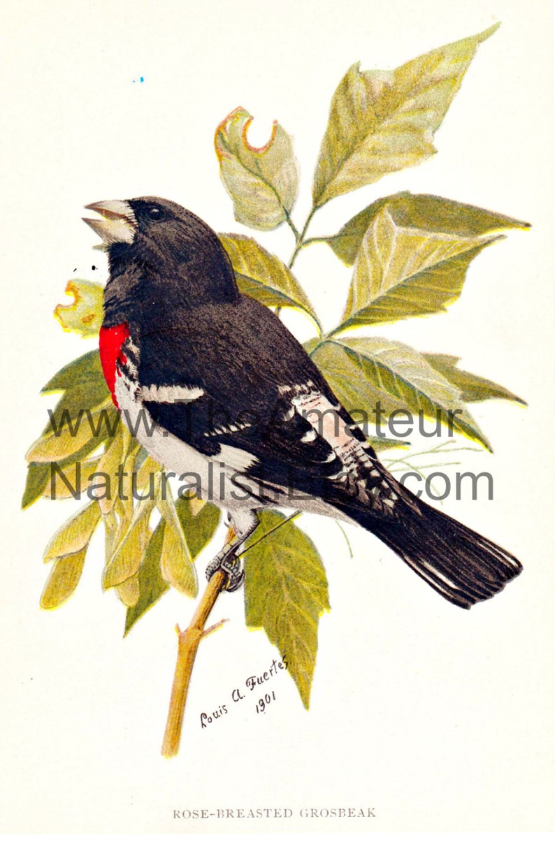 Vintage Bird Illustration, Rose-Breasted Grosbeak, Antique Print, Digital Download image 1