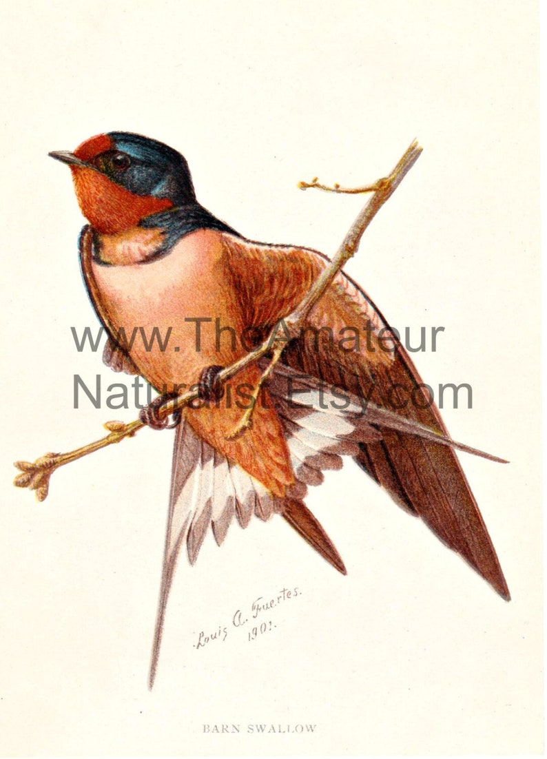 Vintage Bird Illustration, Barn Swallow, Antique Print, Digital Download image 1