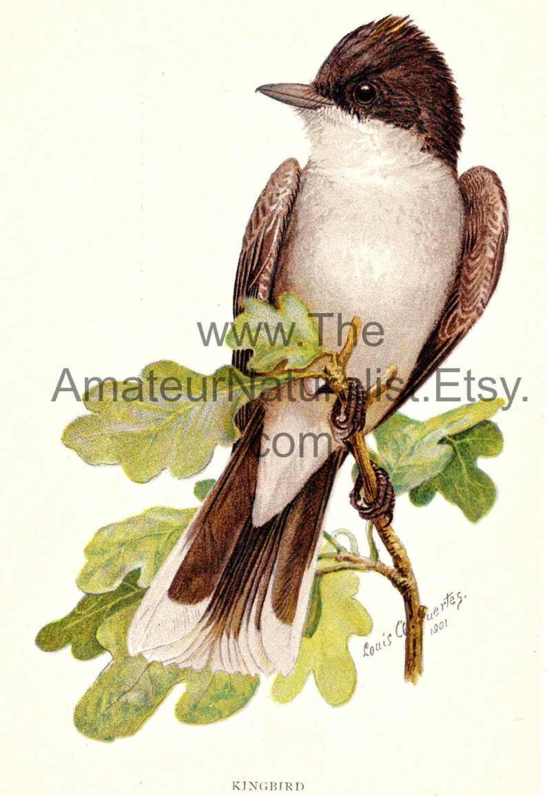 Vintage Bird Illustration, Kingbird, Antique Print, Digital Download image 1