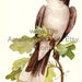 Eileen Keatts reviewed Vintage Bird Illustration, Kingbird, Antique Print, Digital Download
