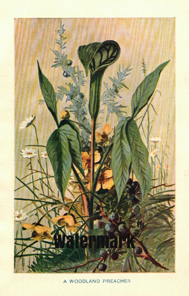 1902 Vintage Illustration, Jack-in-the-Pulpit with daisies and yellow buttercups, Antique Print, Digital Download image 1