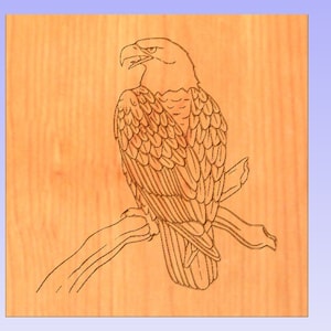 May include: A detailed line drawing of a bald eagle perched on a branch, with its wings folded and head turned to the side. The eagle is depicted in a realistic style, with intricate details of its feathers and beak.