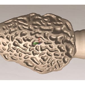 May include: A light brown morel mushroom with a textured, wrinkled surface. The mushroom is shaped like a cone with a rounded top and a stem.