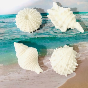 Può includere: Quattro conchiglie bianche, tra cui un riccio di mare, una conchiglia e due capesante, sono disposte su una spiaggia sabbiosa con onde blu dell'oceano sullo sfondo.