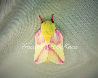 Rosy maple moth - Digital download photo