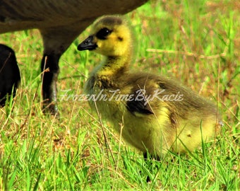 Gosling - Digital download photo