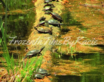 Turtle line - Digital download photo