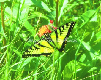 Tiger Swallowtail butterfly - Digital download photo
