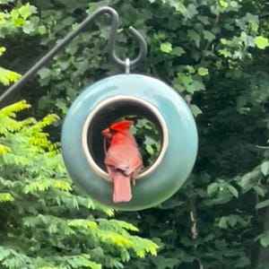 May include: A round, teal-coloured ceramic bird feeder with a large circular opening in the centre. A bright red cardinal is perched inside the opening of the feeder, which is suspended from a black metal hook against a backdrop of green foliage.
