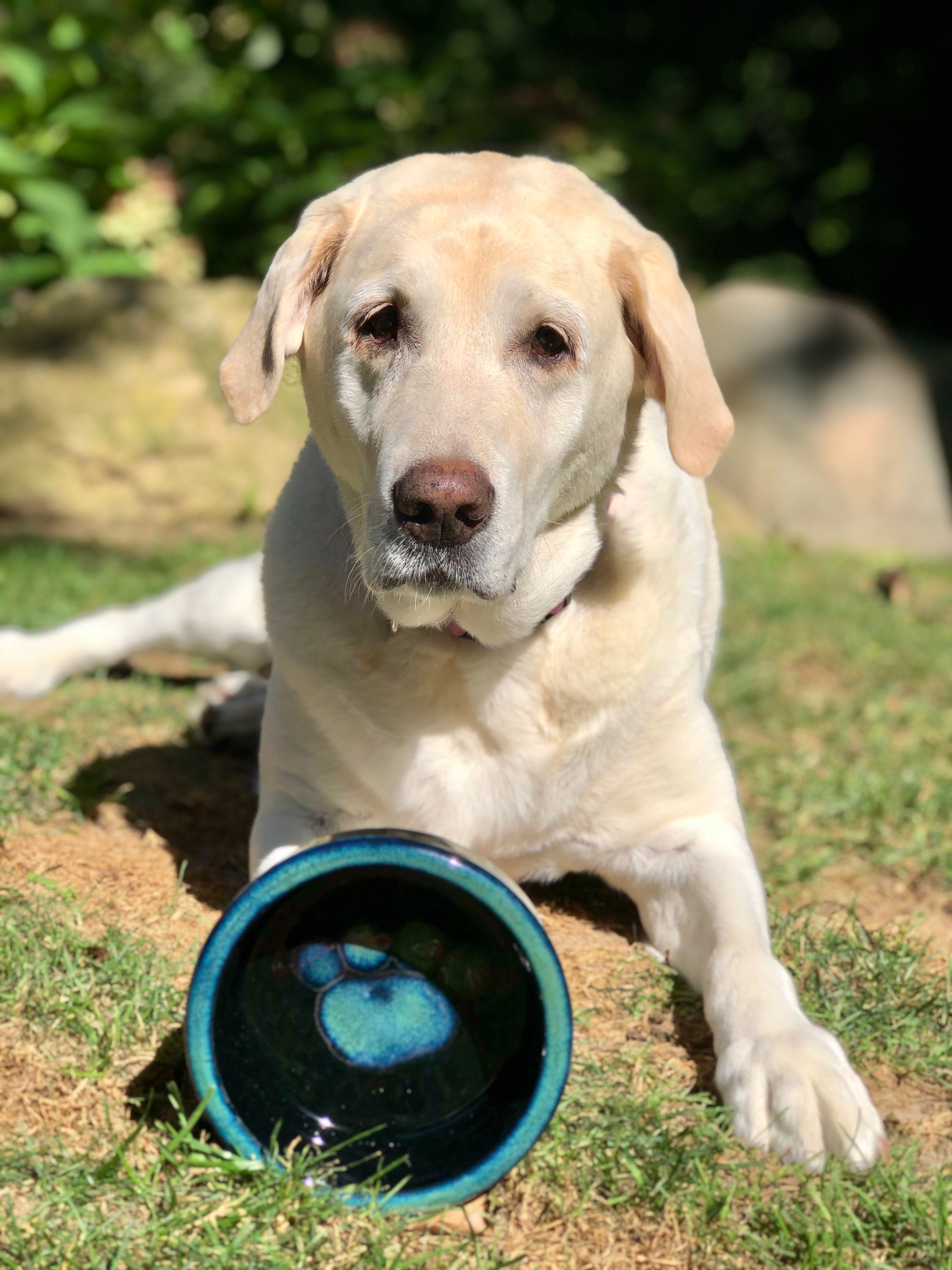 Ceramic Dog Bowl Set: Paw Print Stoneware Pet Dish - Etsy