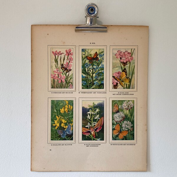 1934 Original Vintage Book Plate / butterfly / Wildflowers and insects natural history / De Bloemen en Haar Vrienden / #NLW55