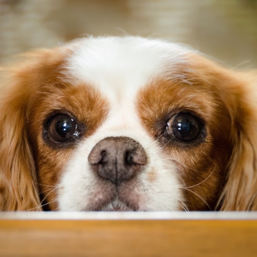 ヴィンテージ パイレックス バタフライ ゴールド キャセロール 蓋付き