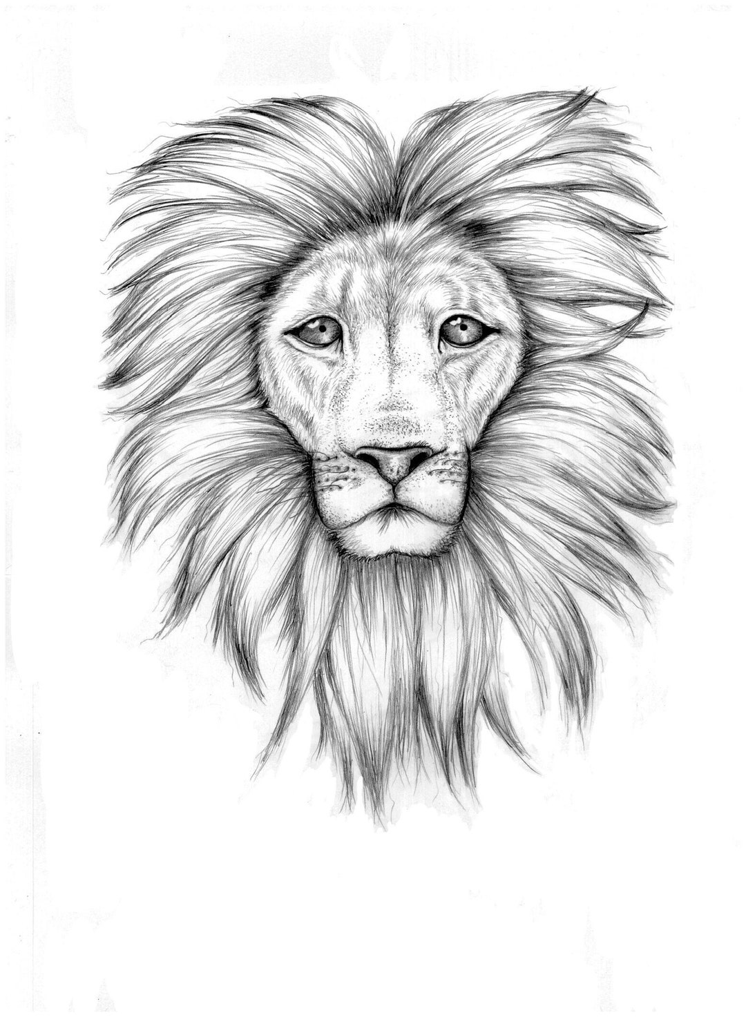 Lion Art Print - Etsy