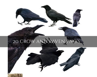 Crow and Raven Photo Overlays: Gothic Photoshop PNG (Digital Download)