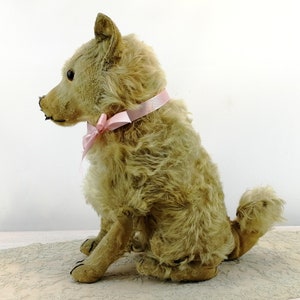 Steiff dog Chow Chow prewar 1928 to 1931 only large 14 inches sitting image 6