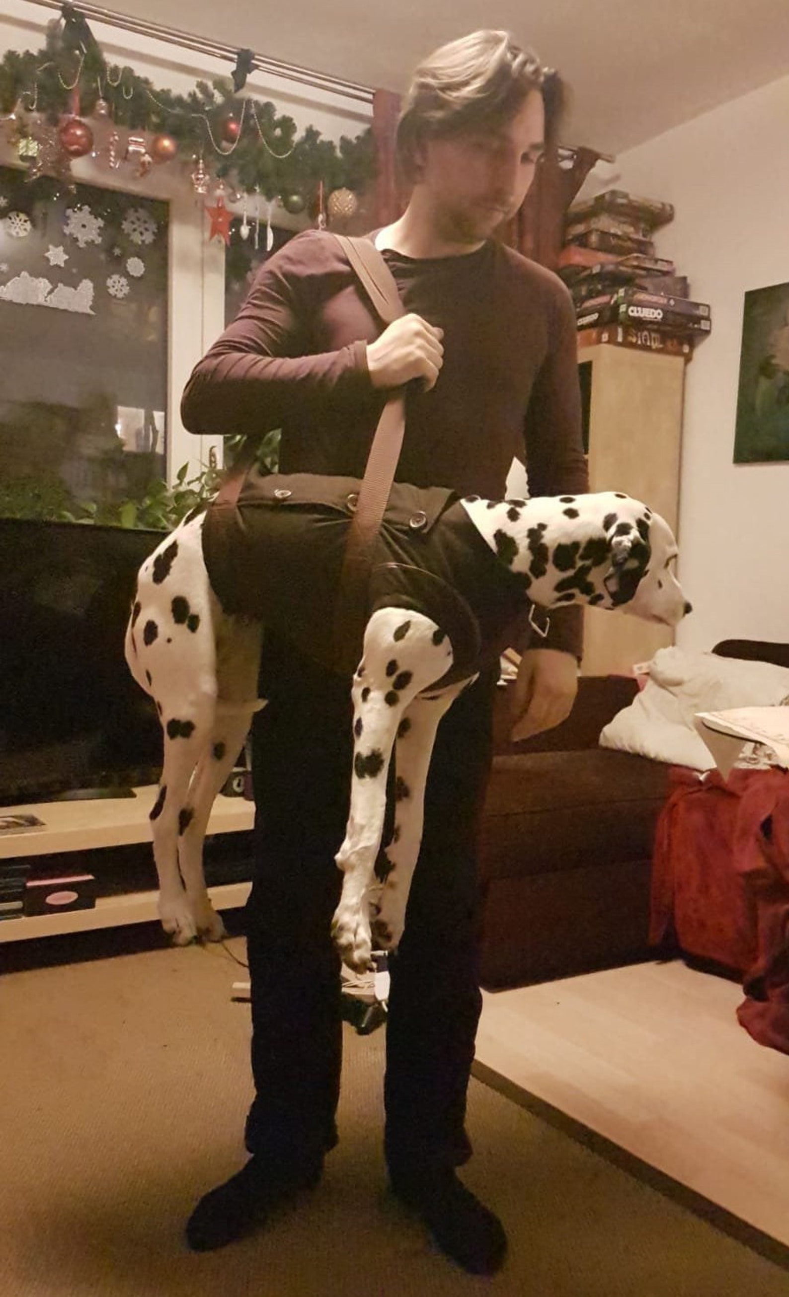 Dog Harness Sling Carrier Bag Rescue Dog NYC Subway Aid for Etsy