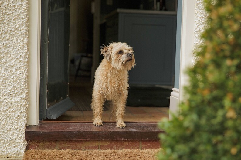 Border Terrier Greeting Card Dog Birthday Card Blank Etsy