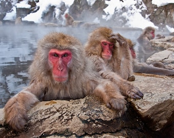 Japanese Snow Monkeys -  (8 x 12 inch photograph print)