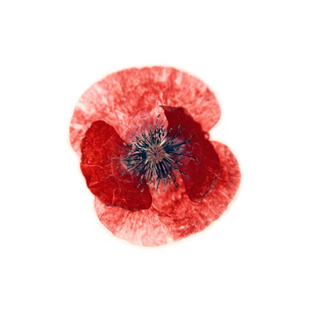 Instant Download Printable Art Flower Red Poppy Macro Flower Petals ...