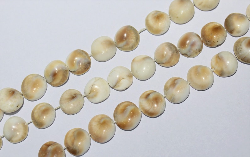 Shiva Eye Shell Beads Raw Organic Fossil Domed Coin shell Beads Size 15 to 16 mm 14 Inch jewelry making