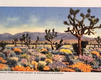 Joshua Tree Postcard