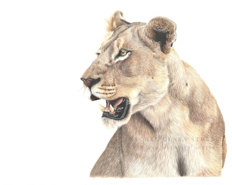 Leonessa Edizione Limitata Stampa Leonessa Ritratto Fauna Animale Arte Decor