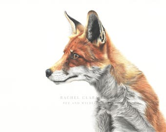 Kitsune Fox Limited Edition Print Fox Portrait Wildlife Animal Art Decor