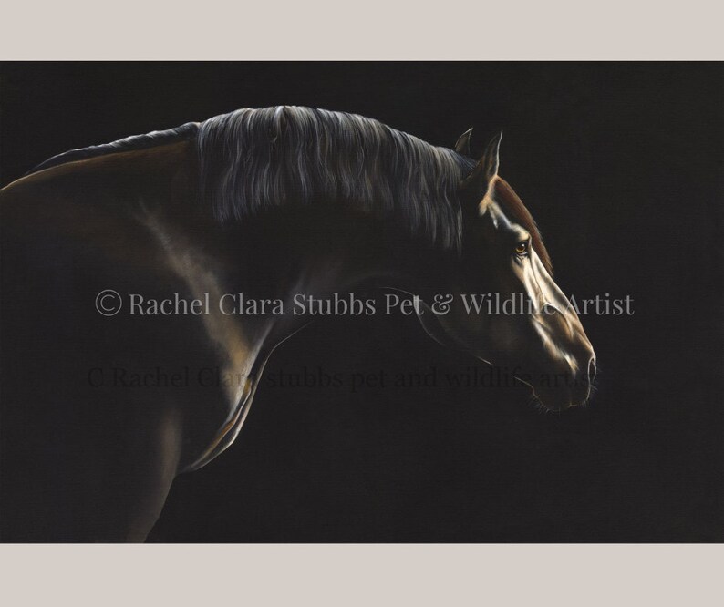Pu&ograve; includere: Un cavallo nero con criniera e coda bianche &egrave; mostrato di profilo su uno sfondo scuro. L'occhio del cavallo &egrave; visibile e la luce cattura il mantello del cavallo, creando un effetto drammatico. &copy; Rachel Clara Stubbs Pet & Wildlife Artist