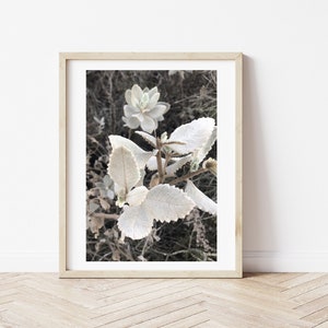 Puede incluir: Una fotografía enmarcada de una flor blanca con hojas peludas sobre un fondo oscuro.