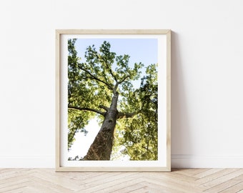 May include: A framed photograph of a tall tree with green leaves against a blue sky. The tree is viewed from below, looking up at the branches.