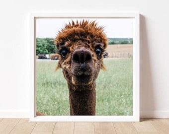 Cutest Alpaca