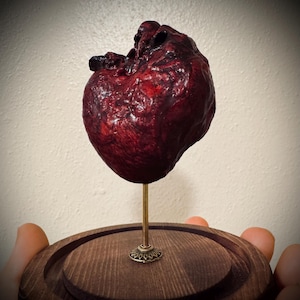 Mummified hearts - real animal hearts - preserved hearts