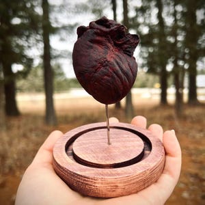 Mummified hearts - real animal hearts - preserved hearts
