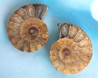 Ammonite Fossil - Golden Phi Ratio - Ancient Sea Creature Fossil, Cabochons - Madagascar
