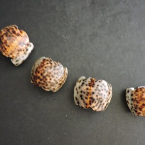 Kauri Muscheln Serviettenringe 4er Set BeachEssgeschirr GreenTreeBoutique