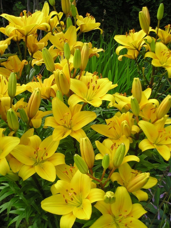 Yellow Lilies Etsy