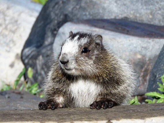 Baby Marmot 4 - Etsy Sweden