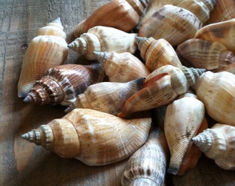Chulla Brown Seashells (15) - Seashell Supply - craft seashells - Beach Decor - Brown Seashells, Bulk Seashells