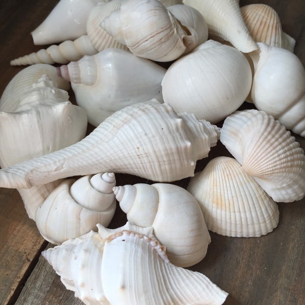 Seashells White Shell Mix - Wedding Shells - Beach Wedding - Seashells - Seashell Supply - Assorted White Seashells, craft seashells